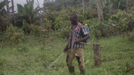 Un adolescent disperse du glyphosate en Côte d'Ivoire (Capture d'écran franceinfo)