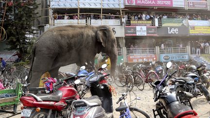 Un éléphant sauvage se déplace à travers une rue à Siliguri, en Inde, le 10 Février 2016. (REUTERS)