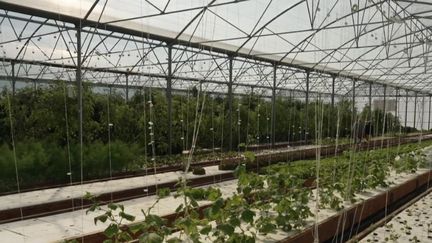 Agriculture : l'aquaponie, un mode de culture qui associe plantes et poissons