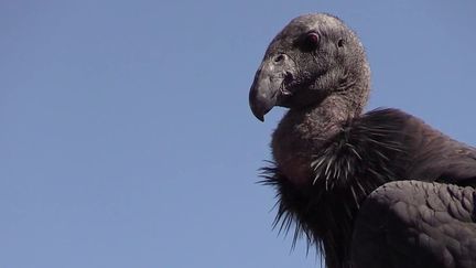 Californie : la renaissance du condor, menacé d'extinction il y a 40 ans