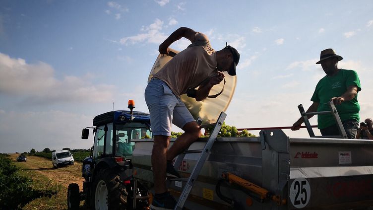 In some wine regions of France, the harvest has already started (NINA VALETTE / RADIO FRANCE)