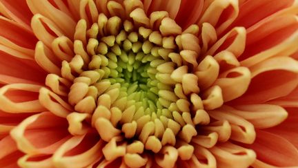 Fleur de chrysanthème. (MATT CARDY / GETTY IMAGES EUROPE)