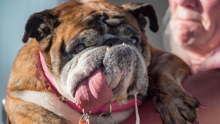 La bouledogue femelle Zsa Zsa, samedi 23 juin 2018 à Petaluma (Californie). (JOSH EDELSON / AFP)