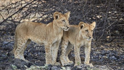 Deux lionceaux dans la réserve de Selous en Tanzanie. Le 9 août 2016. (AFP -JAMES HAGER / ROBERT HARDING PREMIUM)