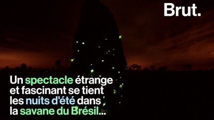 Dans la région du Cerrado, au Brésil, un spectacle fascinant apparaît lors des nuits d'été. Voici pourquoi.