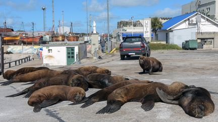 Des otaries se prélassent sur un quai du port de la station balnéaire de Mar del Plata, au sud de Buenos Aires (Argentine). (MARA SOSTI / AFP)