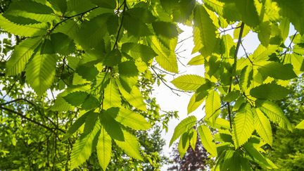 Un châtaignier de 160 ans a été nommé "arbre de l'année" en Belgique pour sa résistance exceptionnelle. Photo d'illustration de feuilles de châtaignier commun. (PHILIPPE CLEMENT / MAXPPP)