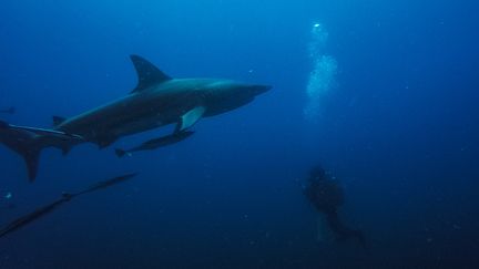 En 2019, 690 animaux ont été capturés dans ces filets anti-prédateurs. Mais "beaucoup ont été relâchés en vie", assure Matt Dickens, le directeur scientifique du Comité requins qui ajoute&nbsp;: "Ca représente moins de 10% du nombre d'animaux capturés par le secteur de la pêche."&nbsp; &nbsp; (MICHELE SPATARI / AFP)