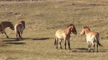 Lozère : les gorges de la Jonte, un territoire sauvage et préservé (FRANCE 2)