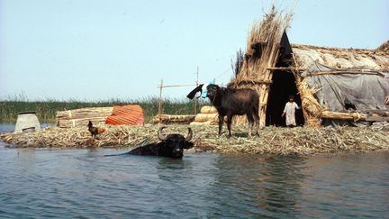 Toute l'économie : une maison en roseau, des bufles, la pêche. (Victoria Theakston / Robert Harding Patrimoine / robertharding)