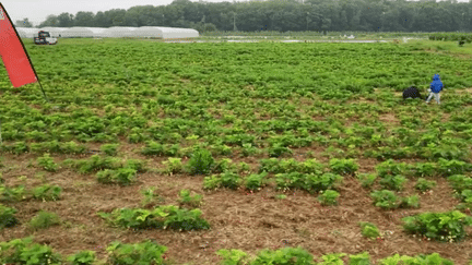 Les excès de pluies ont des conséquences sur les cultures. Pour les maraîchers, quand il n’a pas été difficile de semer en raison des sols détrempés, ce sont les plantes au grand air qui ont désormais plus de chances d’attraper des maladies.