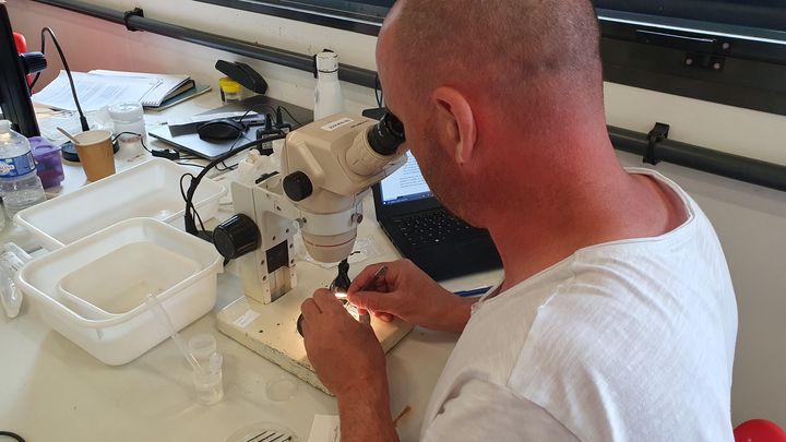 Les espèces sont observées à la station marine du Muséum d'histoire naturelle à Dinard. (BORIS HALLIER / RADIO FRANCE)