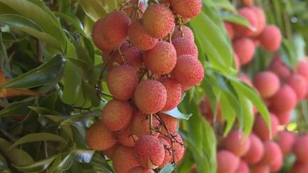 Alimentation : le litchi, fruit star des fêtes de fin d'année