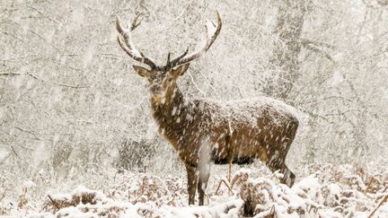 Le cerf des neiges.&nbsp; (© Joshua Cox, Wildlife Photographer of the Year 2022)