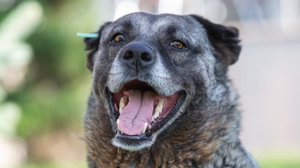 Un chien à Ankara, en Turquie, le 19 août 2022. (OMER TAHA CETIN / ANADOLU AGENCY / AFP)