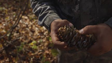 Russie : le pignon de pin, un trésor caché dans les forêts