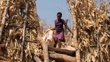 Une habitante du Zimbabwe inspecte les réserves de nourriture, le&nbsp;2 septembre 2015, à Bindura. (JESEKAI NJIKIZANA / AFP)