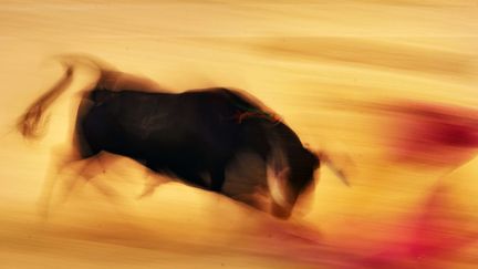 Lors d'une corrida &agrave; Madrid (Espagne), le 17 ao&ucirc;t 2014. (DANIEL OCHOA DE OLZA / AP / SIPA)