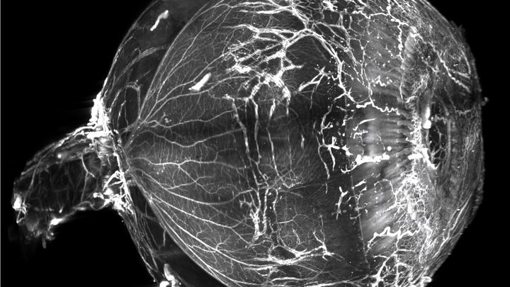 Une modélisation en trois dimensions de l'œil transparent, réalisée à l'Institut de la vision, à Paris. (MARIE DARCHE)