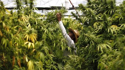 Un employ&eacute; v&eacute;rifie des plants de cannabis dans une exploitation pr&egrave;s de Nazareth (Isra&euml;l), le 28 mai 2013. (AMIR COHEN / REUTERS)