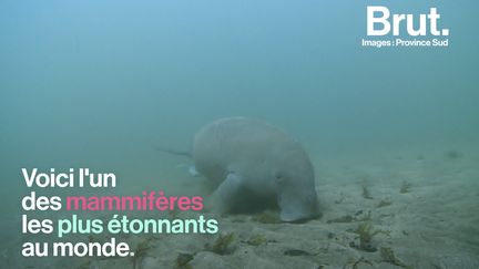 C'est l'un des mammifères les plus étonnants de la planète. L'un des plus menacés, aussi. En Nouvelle-Calédonie, le WWF France se bat pour sauver les dugongs de l'extinction. Brut nature s'est rendu sur place…