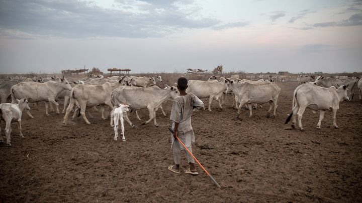 Un jeune fermier surveille un troupeau, au Soudan du Sud, le 19 mars 2023. (SOPA IMAGES / SIPA)