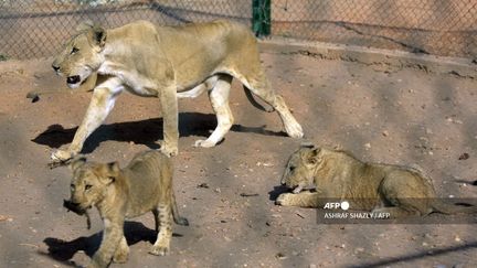 En janvier 2021, après huit mois de préparatifs et grâce à une campagne en ligne pour récupérer des lions, une femelle prénommée Kandaka a pu être sauvée. Si Kandaka est le titre des reines nubiennes qui ont marqué l'histoire du Soudan dans l'Antiquité, il est aussi le nom donné aux manifestantes qui se dressent contre les généraux au pouvoir.&nbsp; &nbsp; (ASHRAF SHAZLY / AFP)