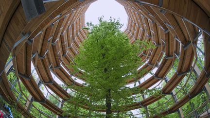 Une spirale de 40 m&egrave;tres de haut faisant partie du projet artistique "Baumwipfelpfad" sur l'&icirc;le de R&uuml;gen (Allemagne). Des constructions en bois install&eacute;es dans la for&ecirc;t bavaroise permettent d'appr&eacute;hender les arbres avec un peu de hauteur, le 11 mai 2013. (JENS BUETTNER / DPA / AFP)