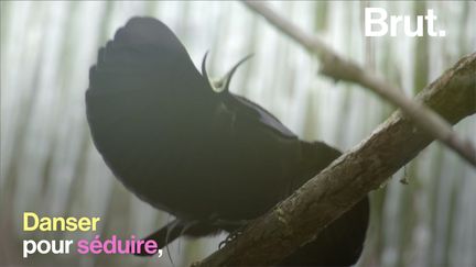 Vivant au nord&nbsp;de l'Australie et&nbsp;en Nouvelle-Guinée, l'oiseau a une technique très élaborée pour attirer les femelles des bois. (BRUT)