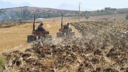 Labour dans un champ d'Ain Bessem en Algérie en 2004. (MARC GARANGER / MARC GARANGER)