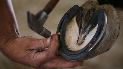 ajuster la bride et les mors, apprivoiser l’animal et ne pas le blesser permet à ces détenus, tous marqués par un passé violent, d’apprendre la patience et la douceur.  (Mike Blake / Reuters)