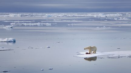 Ours polaire à la dérive. Le changement climatique en Arctique est deux fois plus rapide que dans le reste du monde. (GETTY IMAGES)