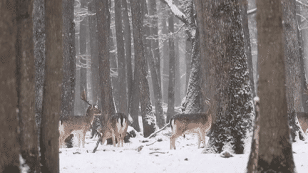 L’épisode de froid est aussi l’occasion pour les Français de redécouvrir leur pays sous un tapis de neige et de profiter de certains paysages oubliés. (France 3)