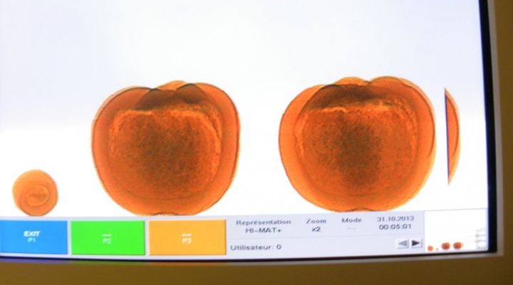 Photo fournie &agrave; la presse par l'agence des services frontaliers de Montr&eacute;al (Canada), montrant des citrouilles remplies de coca&iuml;ne, en octobre 2013. (AGENCE DES SERVICES FRONTALIERS DE MONTREAL)