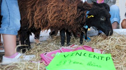 Un mouton d'Ouessant baptis&eacute; "Vincent P.", inscrit &agrave; l'&eacute;cole Jules-Simon, &agrave; Saint-Nazaire (Loire-Atlantique), le 7 septembre 2012. (FRANK PERRY / AFP)