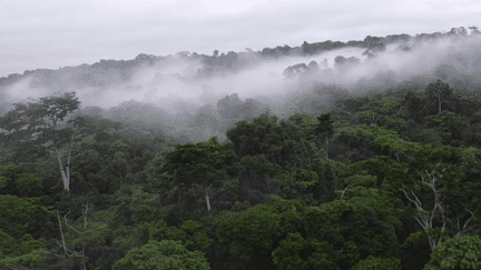 Gabon : un forêt surveillée et protégée par les habitants