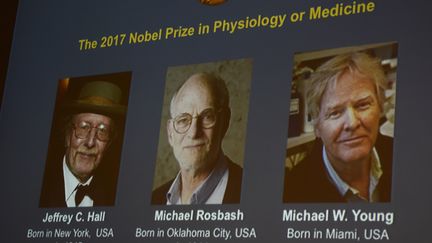 Les photos de&nbsp;Jeffrey C. Hall, Michael Rosbash et Michael W. Young, lors de l'annonce du prix Nobel de médecine, le 2 octobre 2017 à Stockholm (Suède). (JONATHAN NACKSTRAND / AFP)