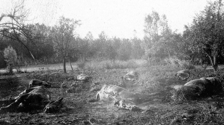 Des cadavres de chevaux dans un champ belge, en septembre 1918. (FRANTZ ADAM / AFP)