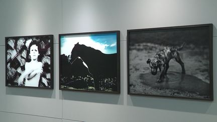 Le mouvement et le noir et blanc font partie des caractéristiques du travail photographique de Jean-François Spricigo. (France 3 Bourgogne)