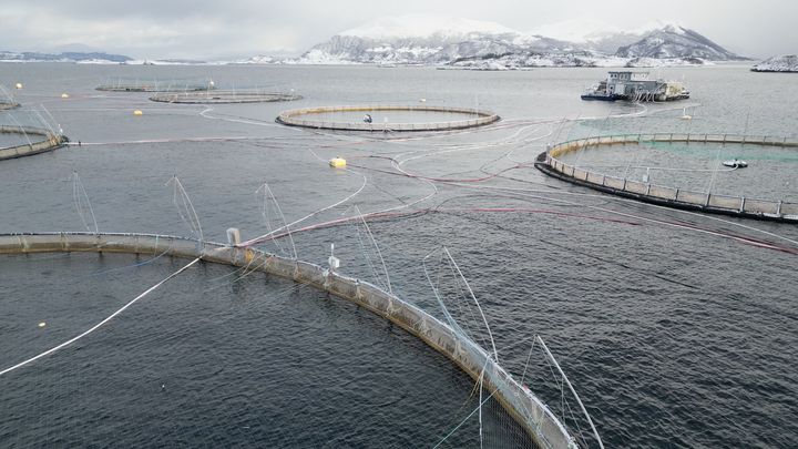 Une vue aérienne prise le 5 février 2024 montre la ferme de pisciculture d'Oksebasen, exploitée par le plus grand producteur mondial de saumon de l'Atlantique, Mowi, à Giske, en Norvège. (VIKEN KANTARCI / AFP)