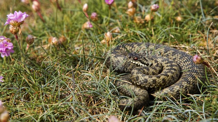 Une vip&egrave;re, pr&egrave;s de Cancale (Ille-et-Vilaine). (THIERRY MONTFORD / BIOSPHOTO / AFP)