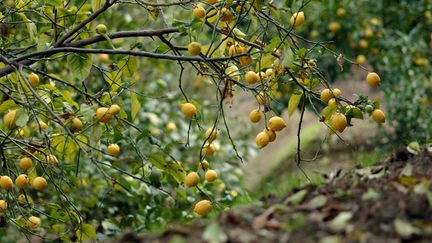 &nbsp; (Dans votre jardin familial, vous pourrez bientôt cultiver abricotiers, amandiers, oliviers et agrumes...  © Maxppp)