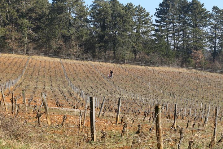 Un ouvrier agricole travaille dans une vigne du domaine Emmanuel Giboulot, cultiv&eacute;e en biodynamie, &agrave; Beaune (C&ocirc;te-d'Or), le 12 f&eacute;vrier 2015. (BENOIT ZAGDOUN / FRANCETV INFO)