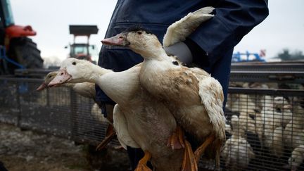 Un élevage de canards à&nbsp;Mugron&nbsp;(Landes), le 13 janvier 2021. (ALAIN PITTON / NURPHOTO / AFP)