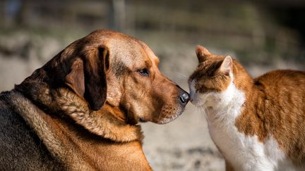 C'est le bon moment pour inspecter la présence de puces et pour vacciner ses animaux. (BURKHARD B / 500PX PRIME)