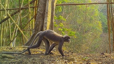 Un&nbsp;singe Langur de Popaest photographié à Bago (Birmanie), le 26 avril 2020.
 (HANDOUT / WWF / AFP)