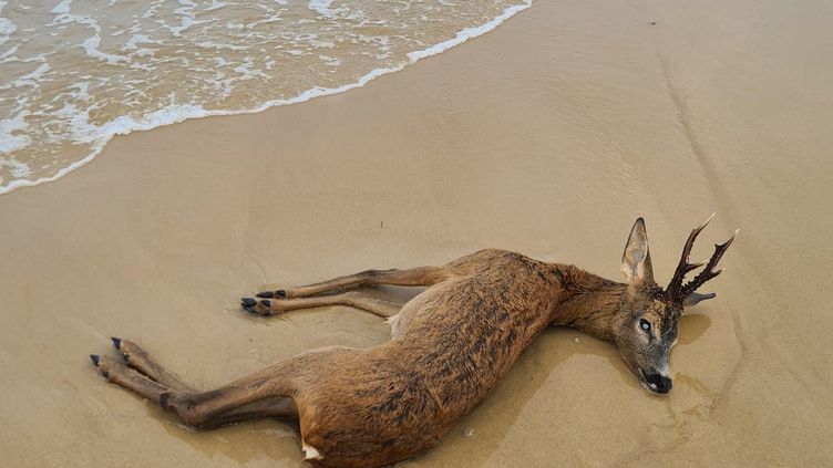 The animal found dead on the beach of Biscarrosse (Landes), July 19, 2022. (SEBASTIEN DUPUY)