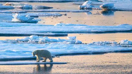 L'expédition Under the Pole III rencontre un ours blanc en plein passage du Nord-Ouest. (FRANCK GAZZOLA / UNDER THE POLE)