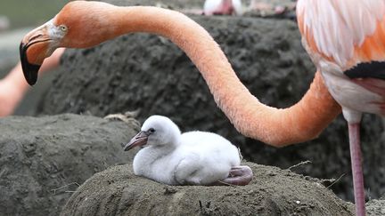 Un b&eacute;b&eacute; flamand rose n&eacute; il y a une dizaine de jour au zoo de Cali (Colombie), le 21 janvier 2012. (JAIME SALDARRIAGA / REUTERS)