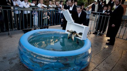 Des juifs ultra-orthodoxes jettent des poissons dans une piscine en plastique afin de pratiquer le tashlikh &agrave; Bnei Brak (Isra&euml;l), le 24 septembre 2012. (URIEL SINAI / GETTY IMAGES)